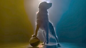 Air Bud Returns com novas aventuras e personagens